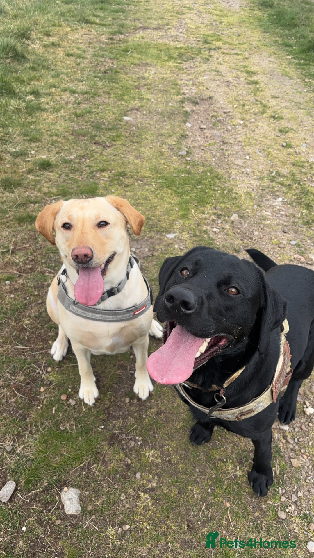 Labrador Retriever dogs for sale: Labrador Puppies  - Image 3