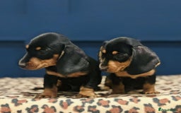 Miniature Dachshund dogs for sale: Short Haired Miniature Dachshunds - Image 12