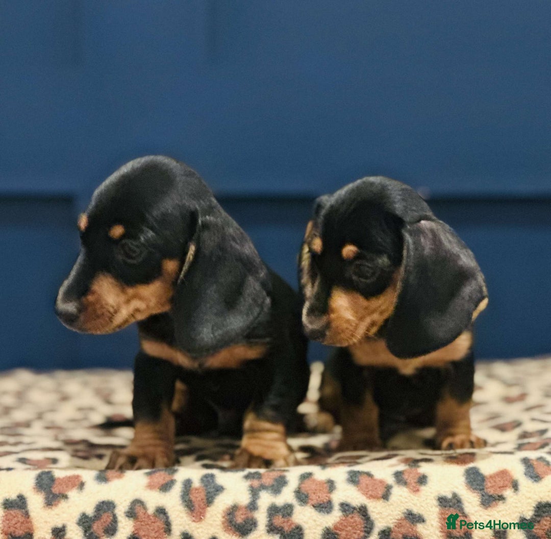 Miniature Dachshund dogs for sale: Short Haired Miniature Dachshunds - Image 12