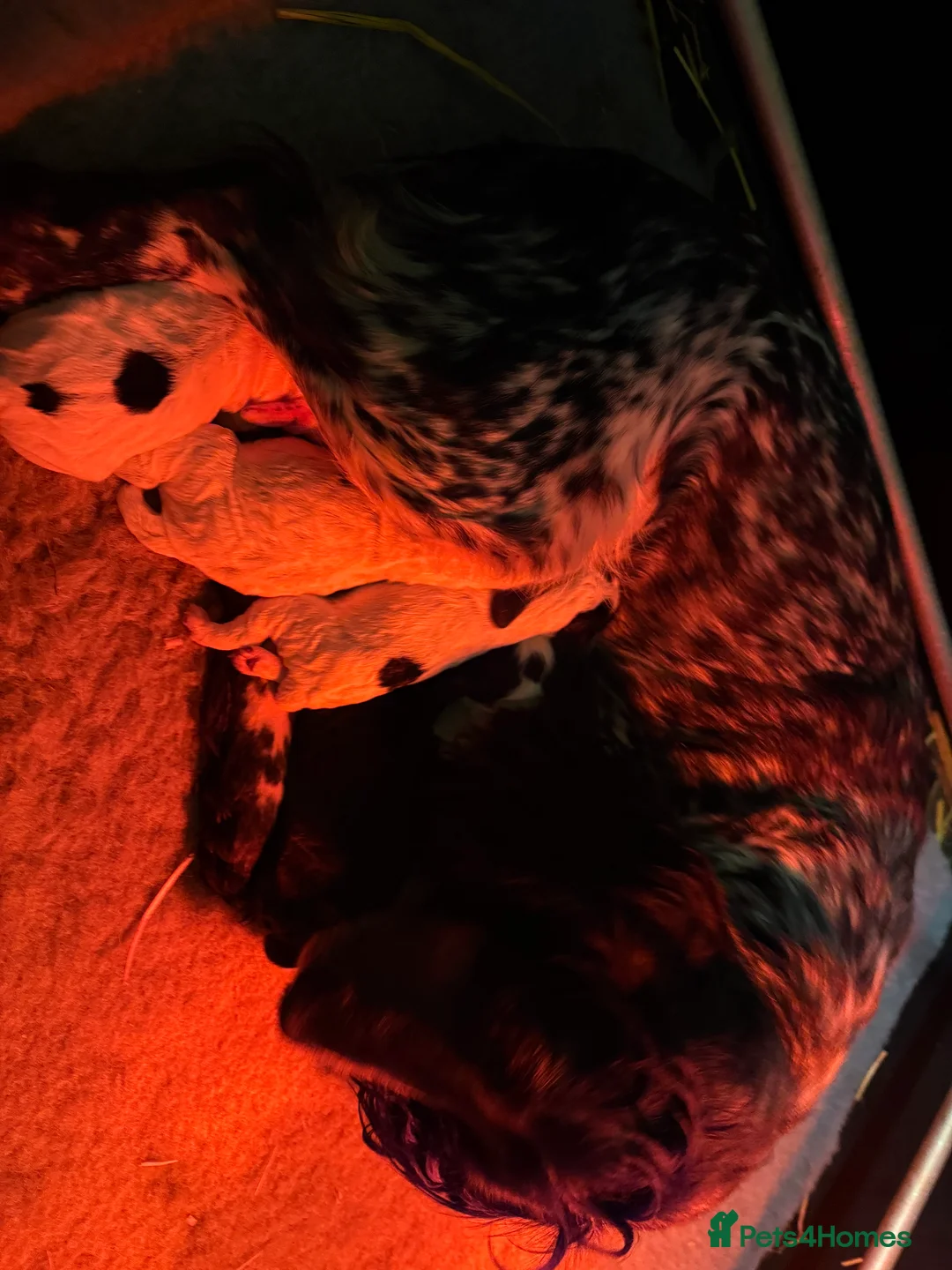 Cocker Spaniel dogs for sale: Working Cocker Spaniel Puppies - Advert 11