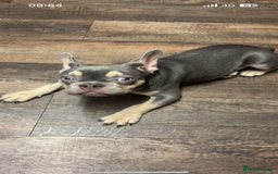 French Bulldog dogs for sale: French bulldog boy - Image 5