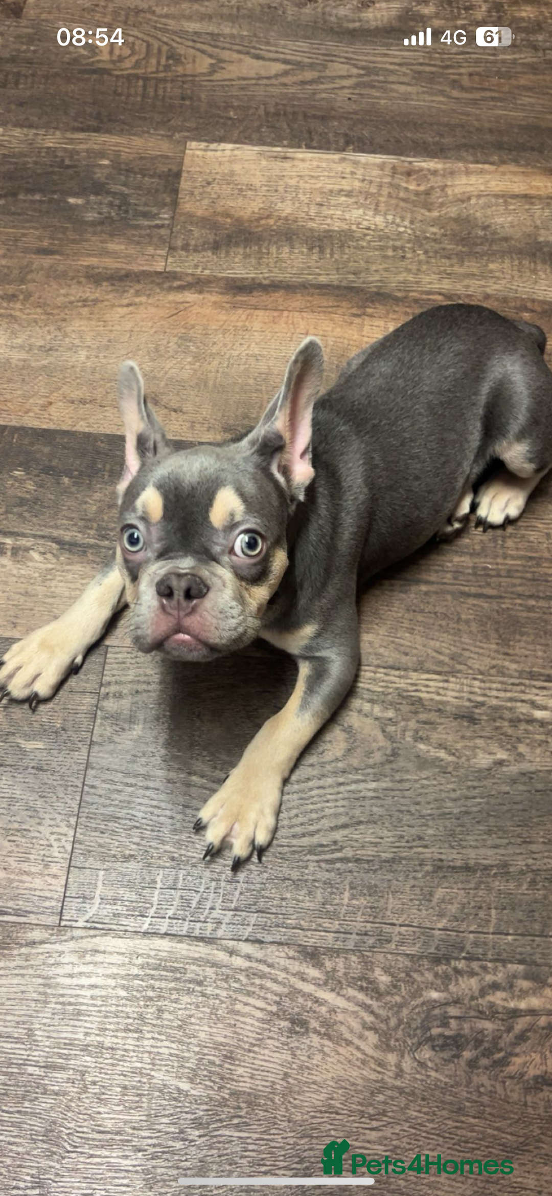 French Bulldog dogs for sale: French bulldog boy - Image 5