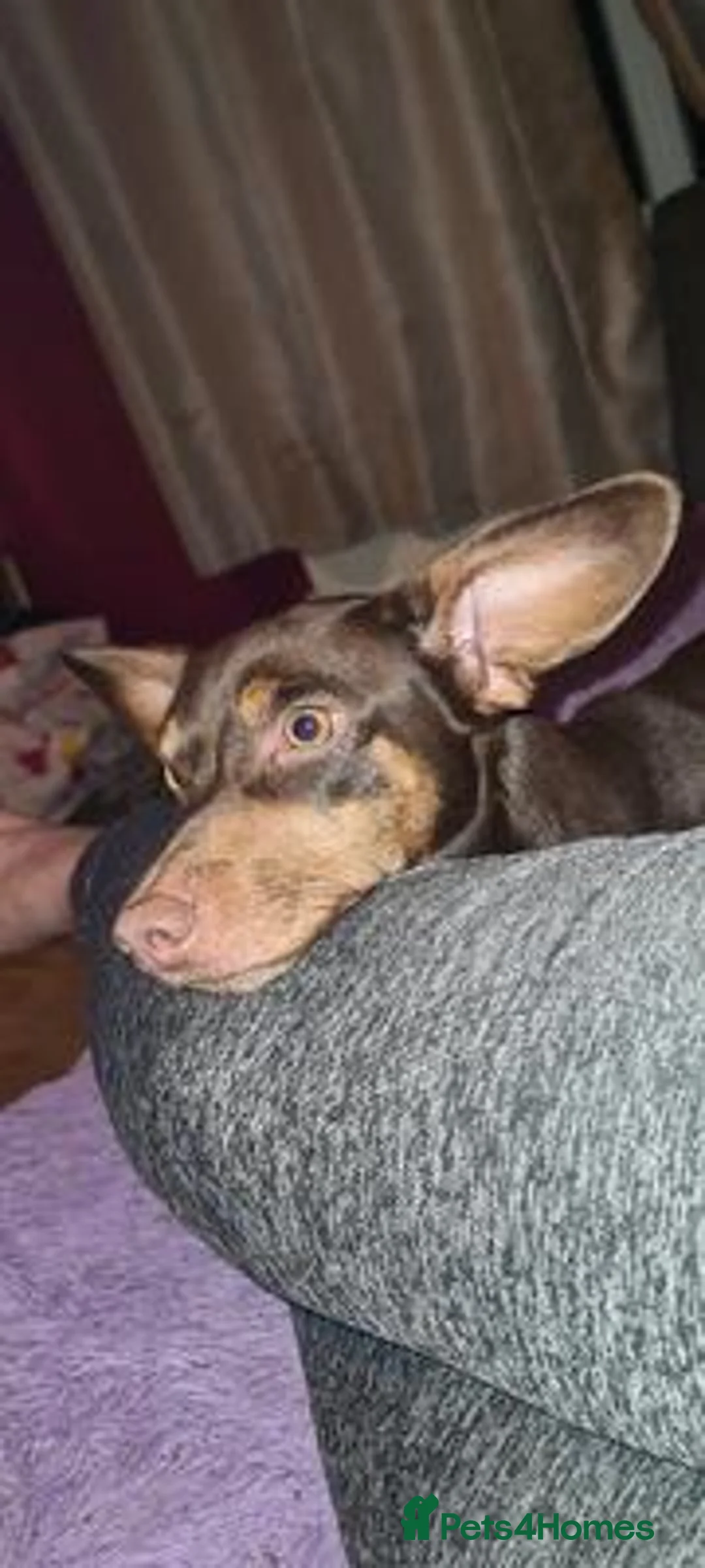 Miniature Dachshund dogs for sale: looking for a perfect forever home for Aubree in Edinburgh - Advert 5