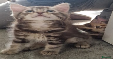 Maine Coon cats - Advert 10