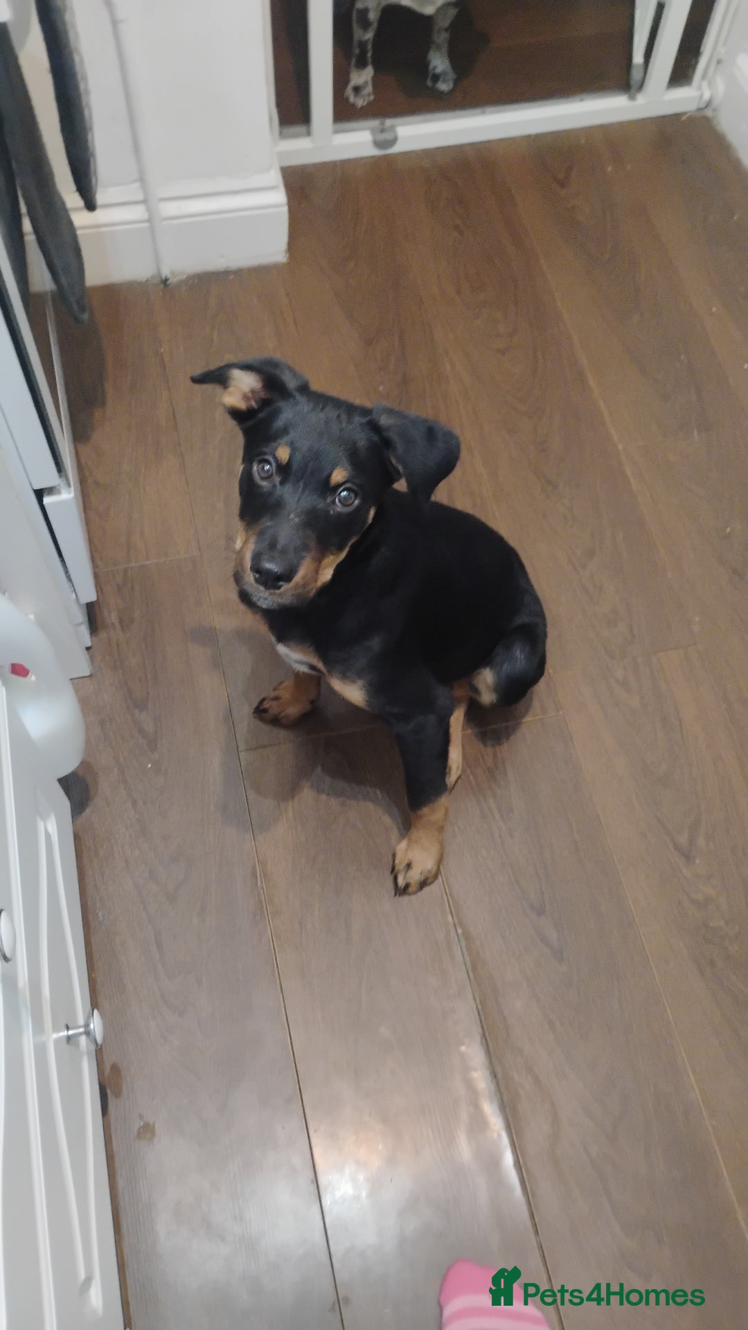 Mixed Breed dogs for sale: Rottie cross border collie - Advert 5