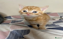 Mixed Breed cats for sale: 🐾 Adorable Litter of 5 Playful Kittens  - Image 6