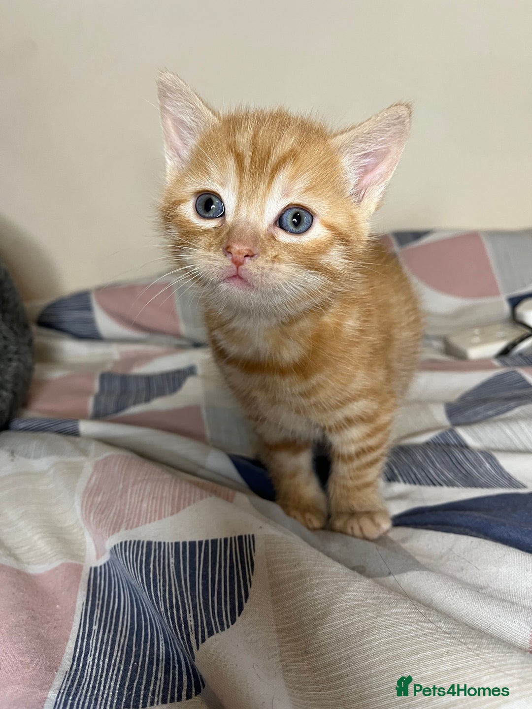 Mixed Breed cats for sale: 🐾 Adorable Litter of 5 Playful Kittens  - Image 6