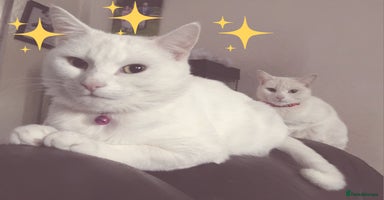 Mixed Breed cats - Advert 13