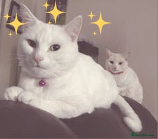 Mixed Breed cats - Advert 10