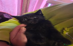 Mixed Breed cats for sale: Tabby mixed stunning litter - Image 19