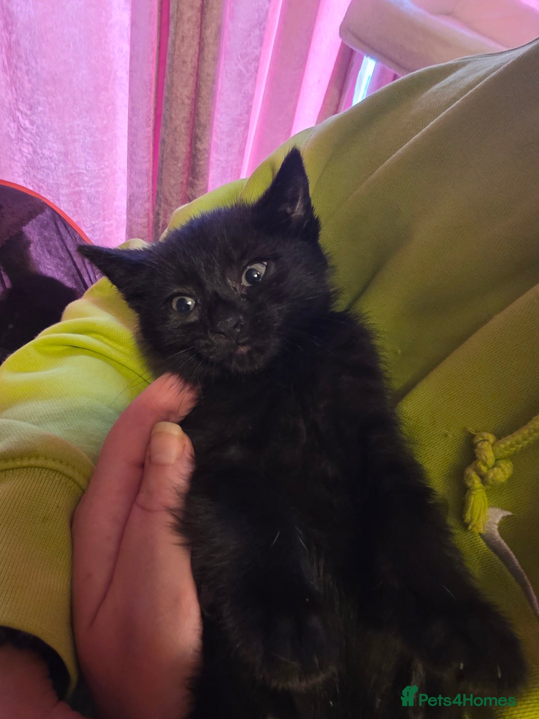 Mixed Breed cats for sale: Tabby mixed stunning litter - Image 19