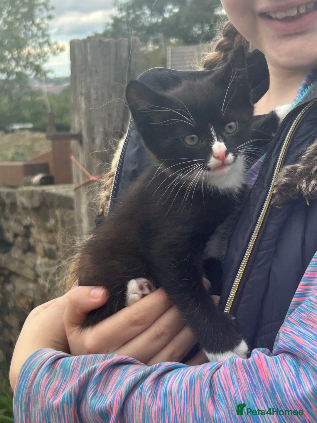 Mixed Breed cats for sale: Beautiful kittens long and short haired  - Image 5