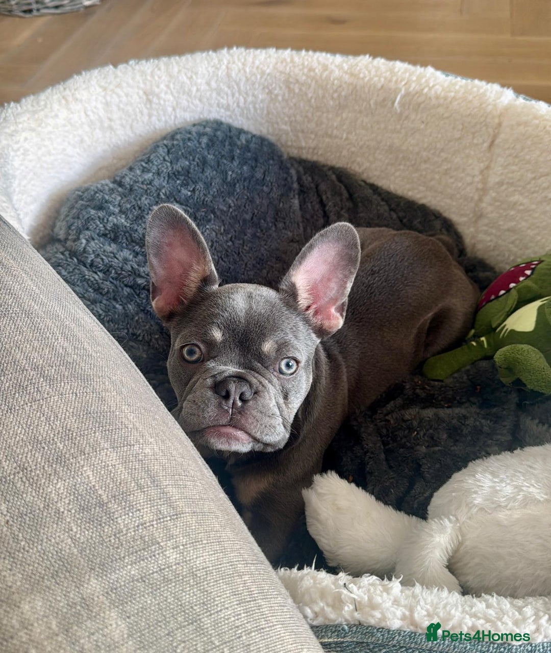 French Bulldog dogs for sale: 7 Month Old Female French Bulldog For Sale - Advert 3