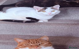 Mixed Breed cats for sale: Two girls left  - Image 18