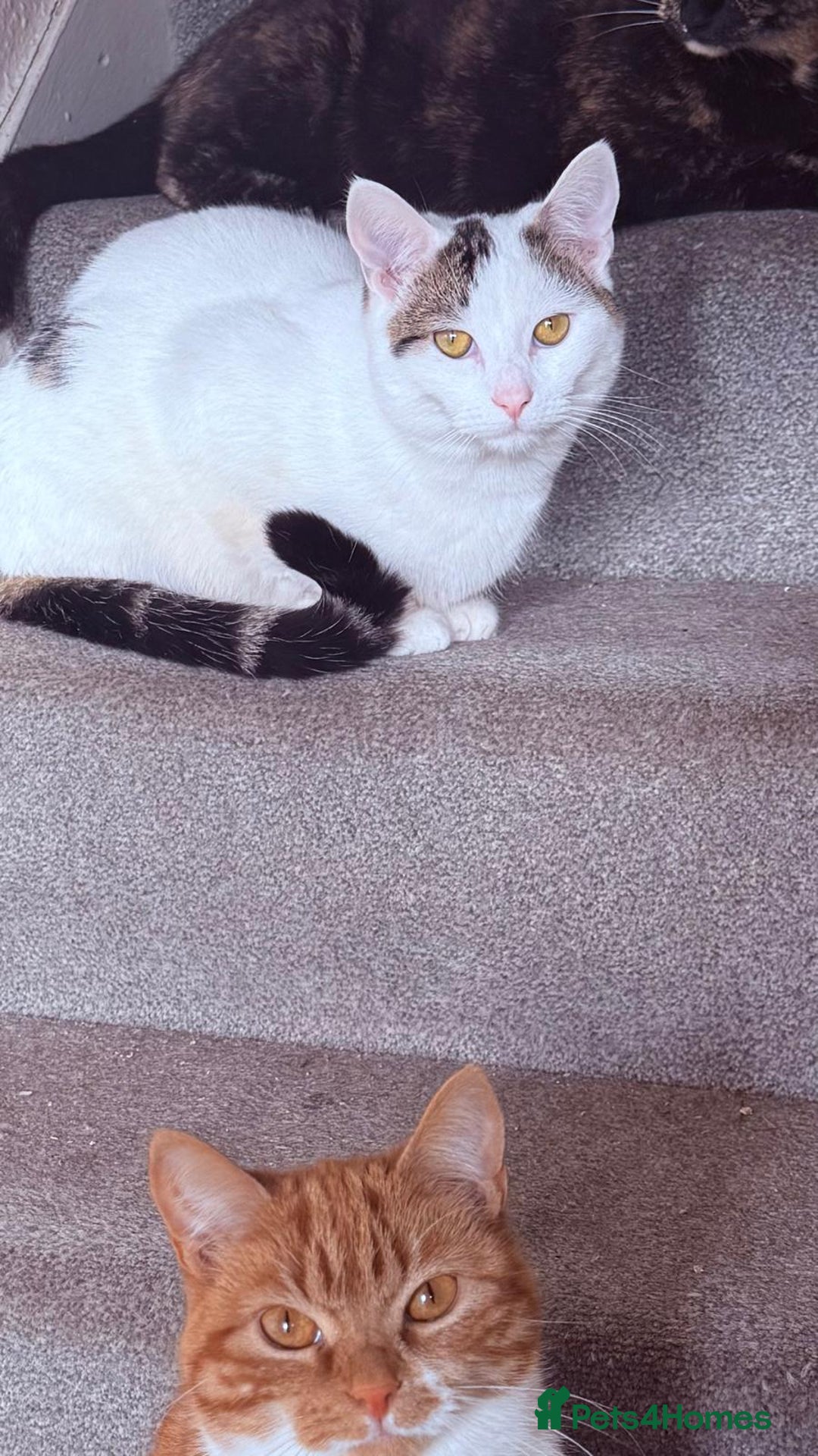 Mixed Breed cats for sale: Two girls left  - Image 18