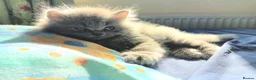 British Shorthair cats for sale: Beautiful Blue kittens  – TICA Reg, PKD Tested - Advert 10