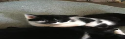 American Shorthair cats for sale: Phoebe's Final Litter Raised with Prayer & Purpose - Advert 4