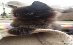 Mixed Breed cats for sale: 3 beautiful Maine Coon/Siamese mixed breed kittens - Image 1