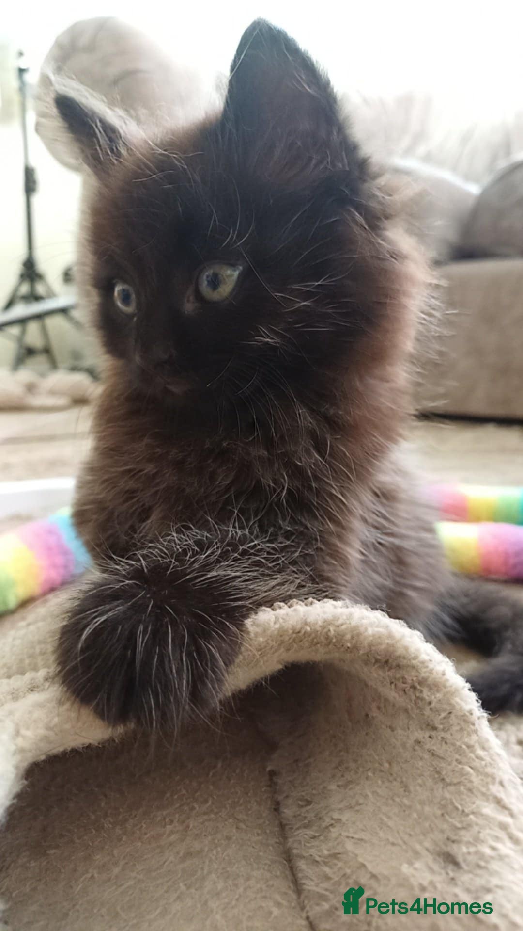 Mixed Breed cats for sale: 3 beautiful Maine Coon/Siamese mixed breed kittens - Image 1