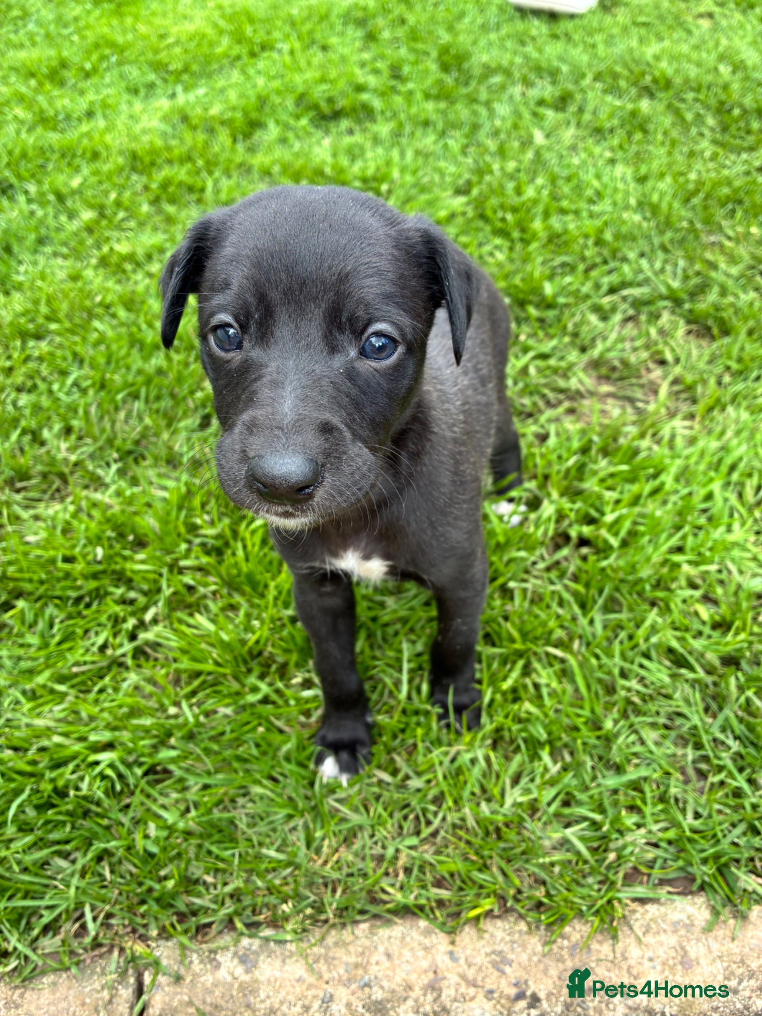 Whippet dogs 6th Generation Pedigree Whippets - Advert 3