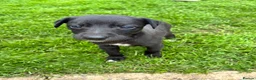 Whippet dogs for sale: 6th Generation Pedigree Whippets - Advert 32
