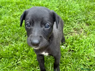 Whippet dogs 6th Generation Pedigree Whippets - Advert 3