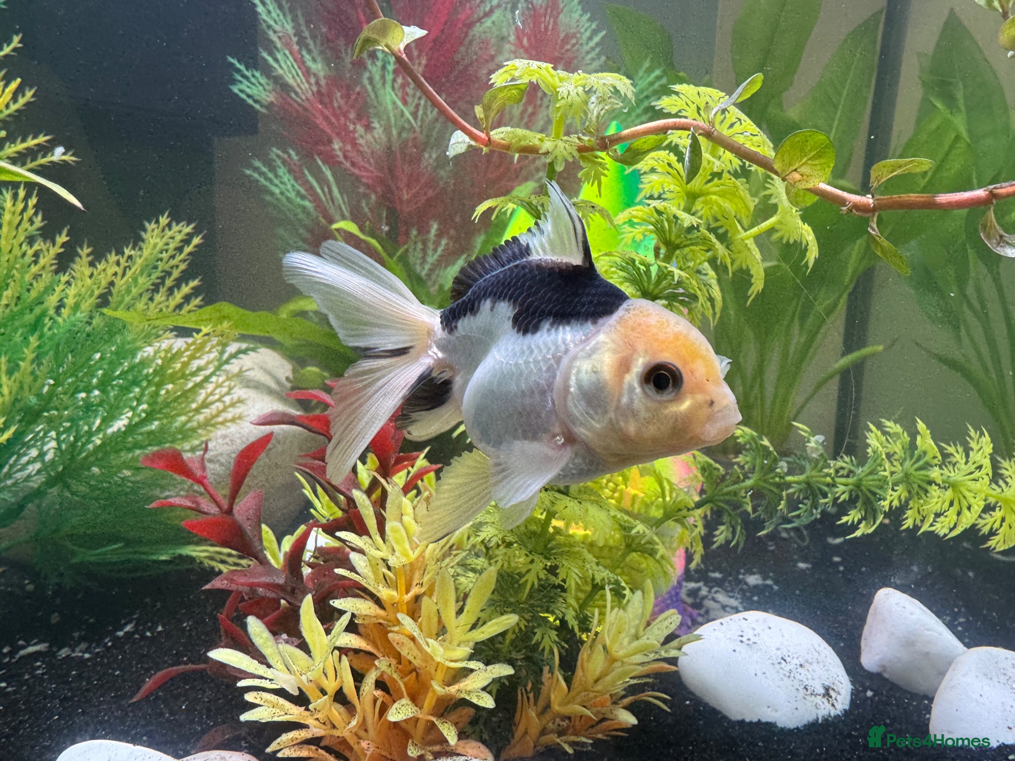 Fancy Goldfish fish for sale: Two Pandas and two fancy goldfish in Ashford - Advert 3