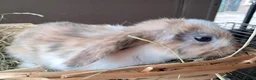 Mini Lop rabbits for sale: Baby lops in Rugeley - Advert 11