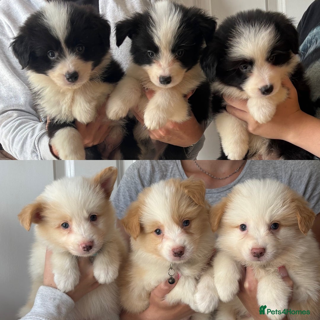 Border Collie dogs for sale: Quality Show Line KC Border Collie Males💙 - Image 1