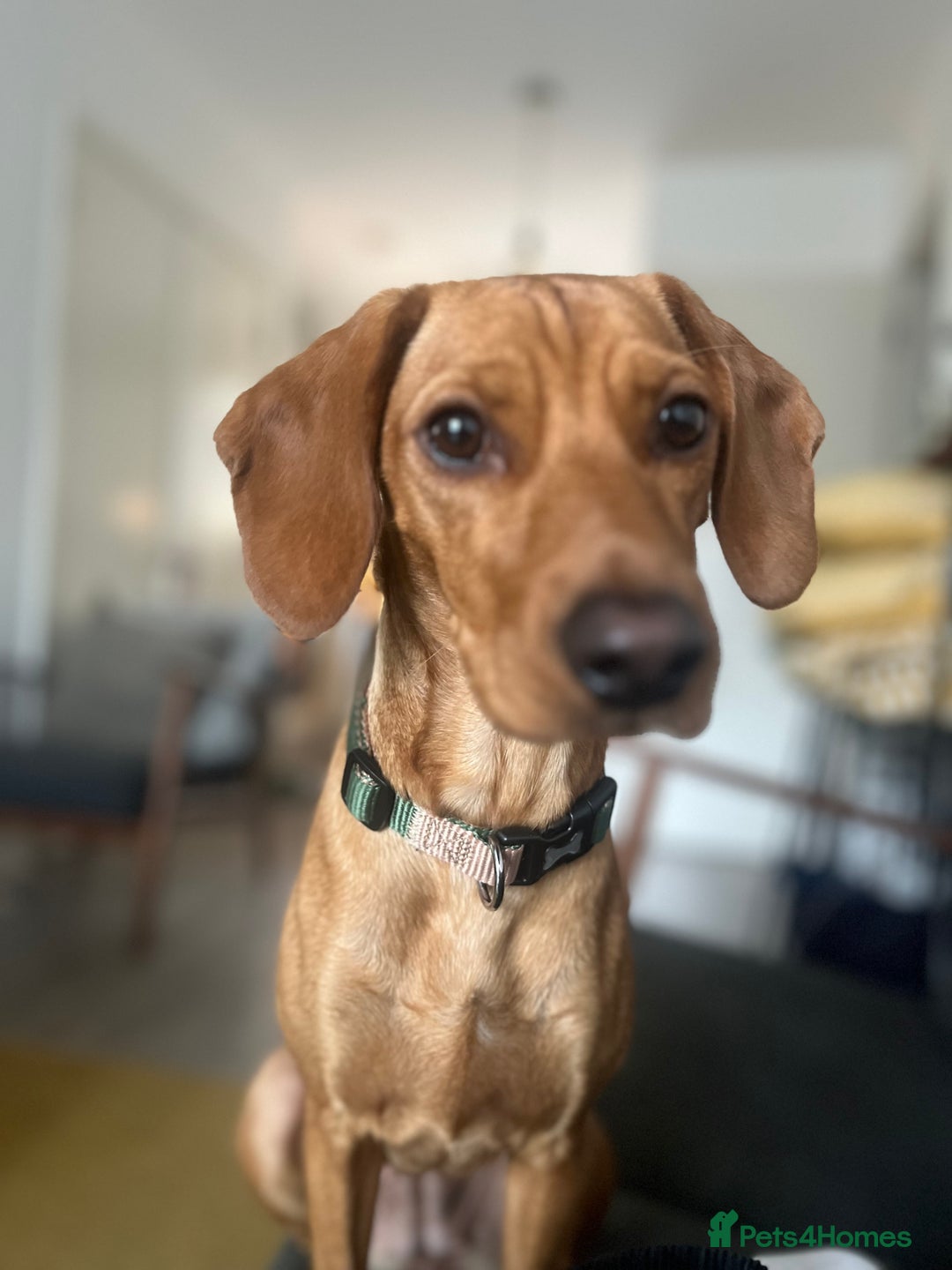 Mixed Breed dogs for sale: Hungarian Vizsla Mix - Image 11