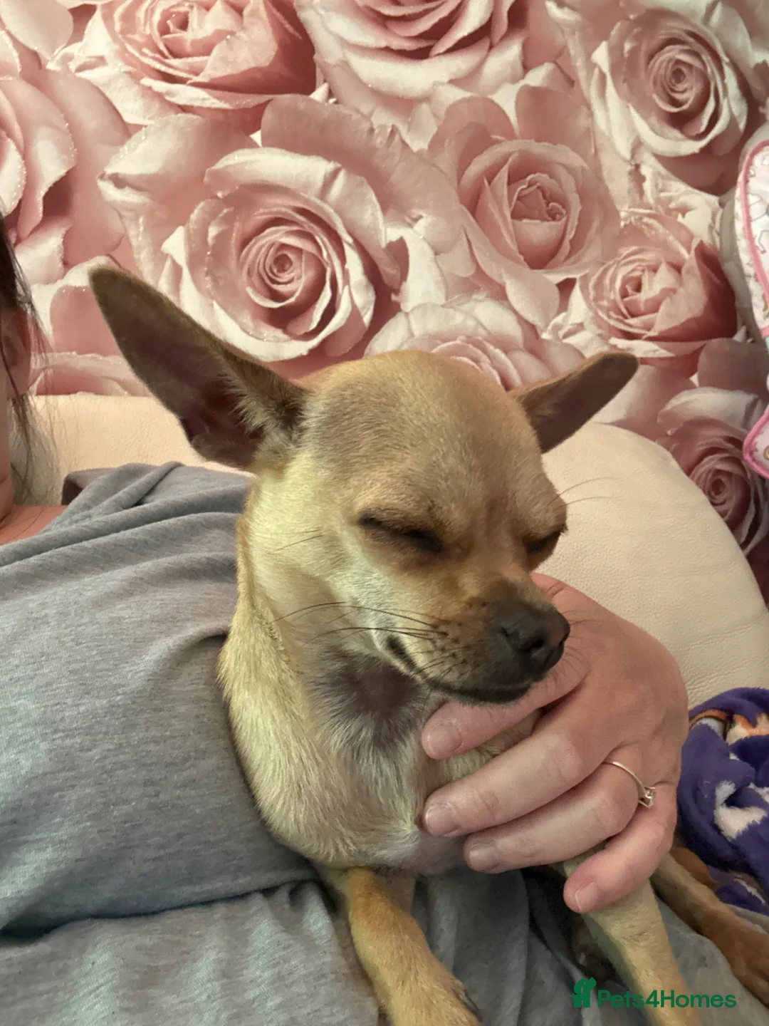 Chihuahua dogs for sale: 7 month old chihuahua  in Leighton Buzzard - Advert 1