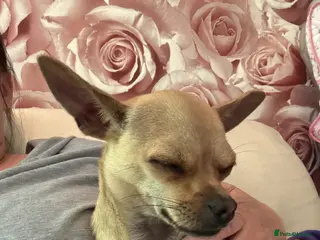 Chihuahua dogs 7 month old chihuahua - Advert 6