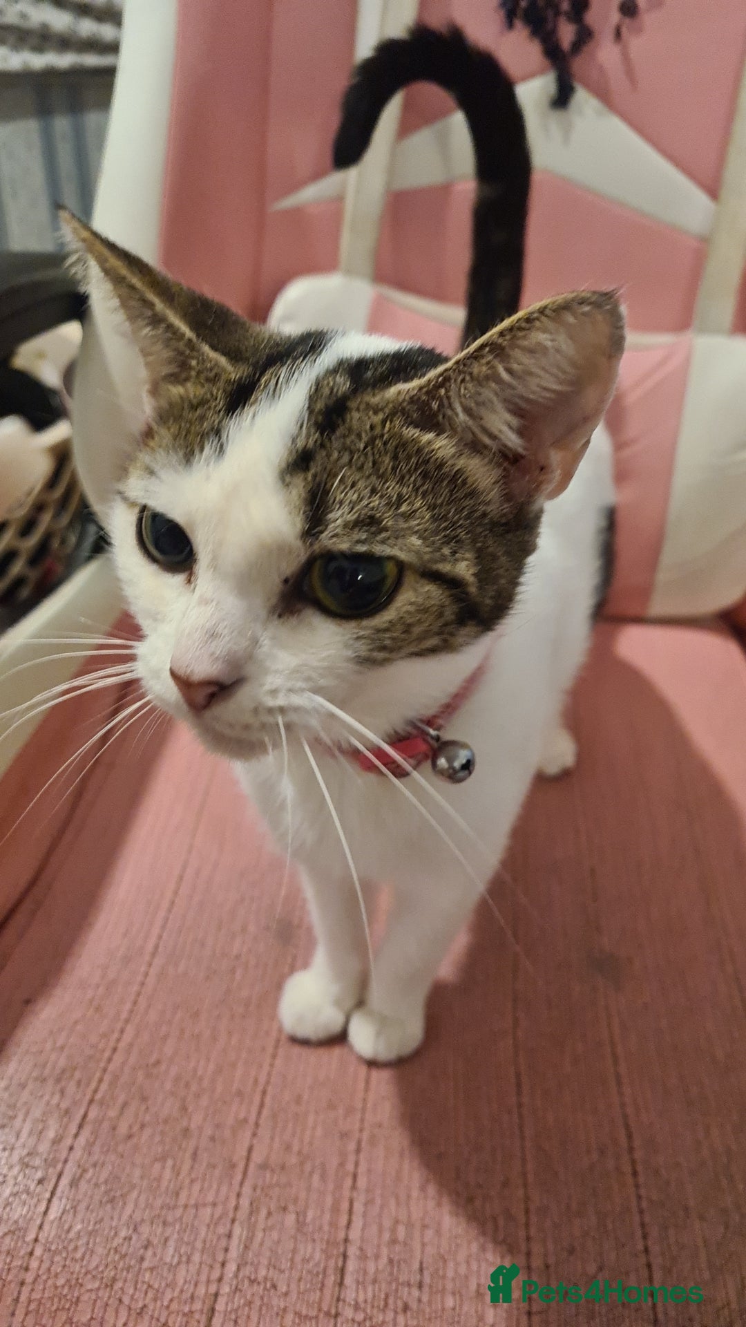 British Shorthair cats for sale: GORGEOUS BRITISH SHORTHAIR! - Advert 2