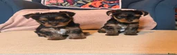 Yorkshire Terrier dogs for sale: Miniature Yorkie Puppies - Advert 1
