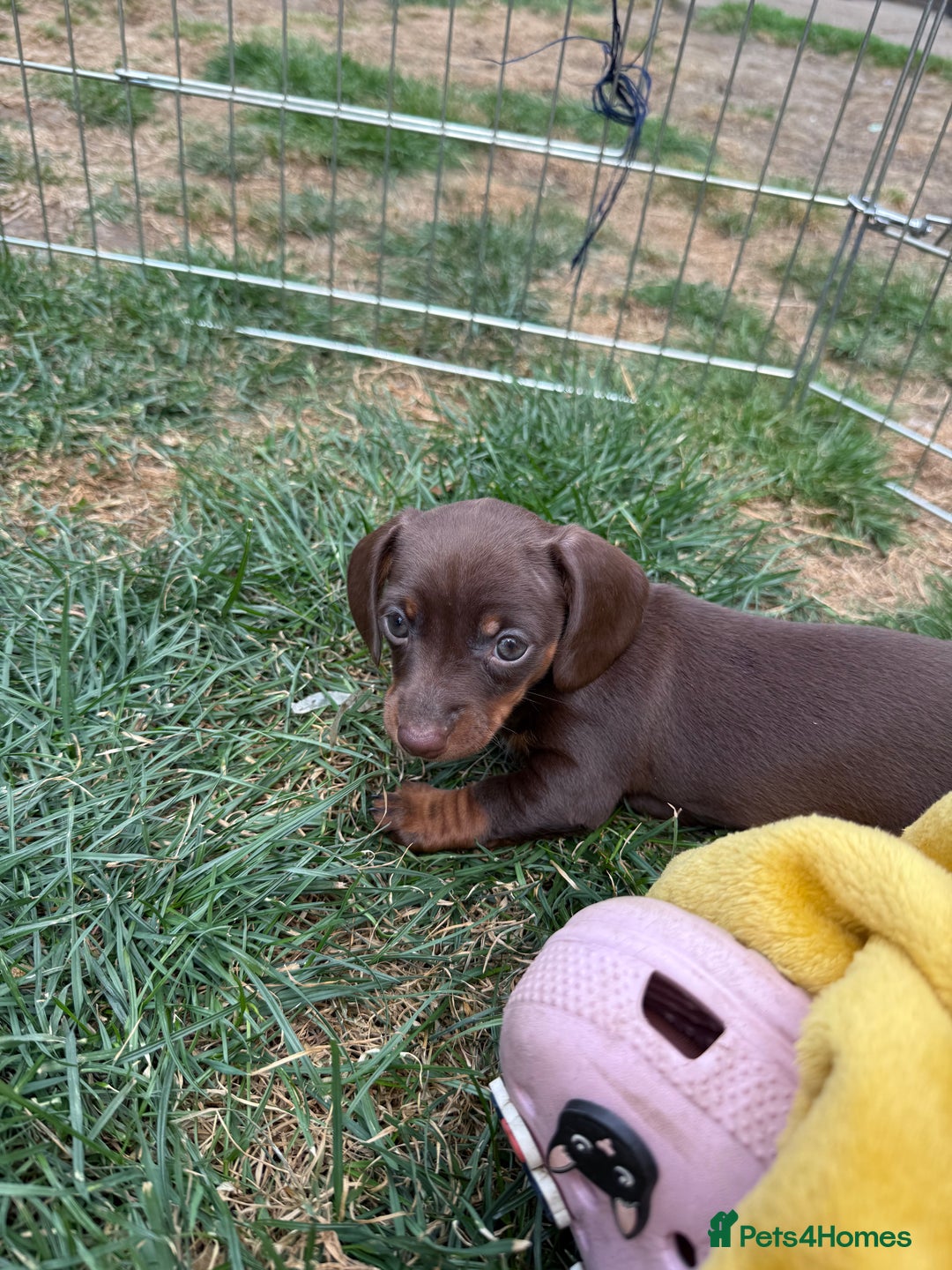 Miniature Dachshund dogs for sale: Miniature Dachshund Puppies  - Image 9