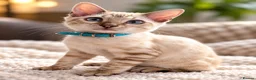 Bengal cats for sale: TICA Registered Bengal snow 5 Generation Pedigree  - Advert 16