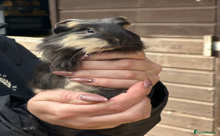 Guinea Pig rodents - Advert 1