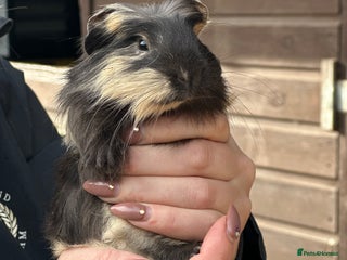 Guinea Pig rodents - Advert 17