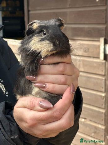 Guinea Pig rodents - Advert 1