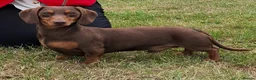 Miniature Dachshund dogs for stud:  Proven Stud Dog Available - Advert 1