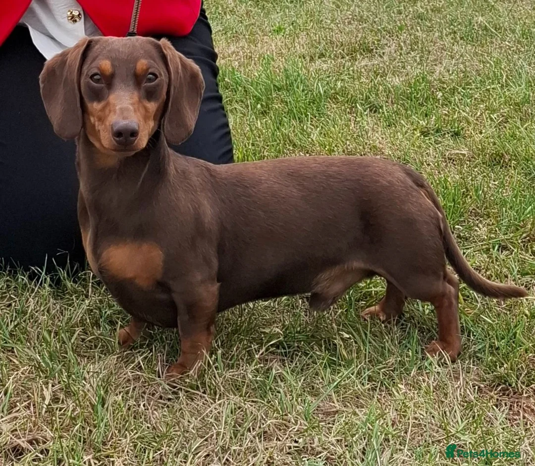 Miniature Dachshund dogs for stud:  Proven Stud Dog Available - Advert 1