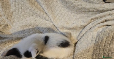 Mixed Breed cats - Advert 13