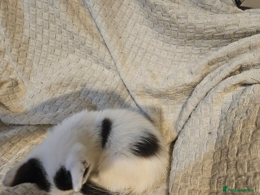 Mixed Breed cats for sale: 8 lovely kittens for sale - Image 3