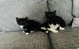 Mixed Breed cats for sale: Kittens half Russian blue  - Image 10