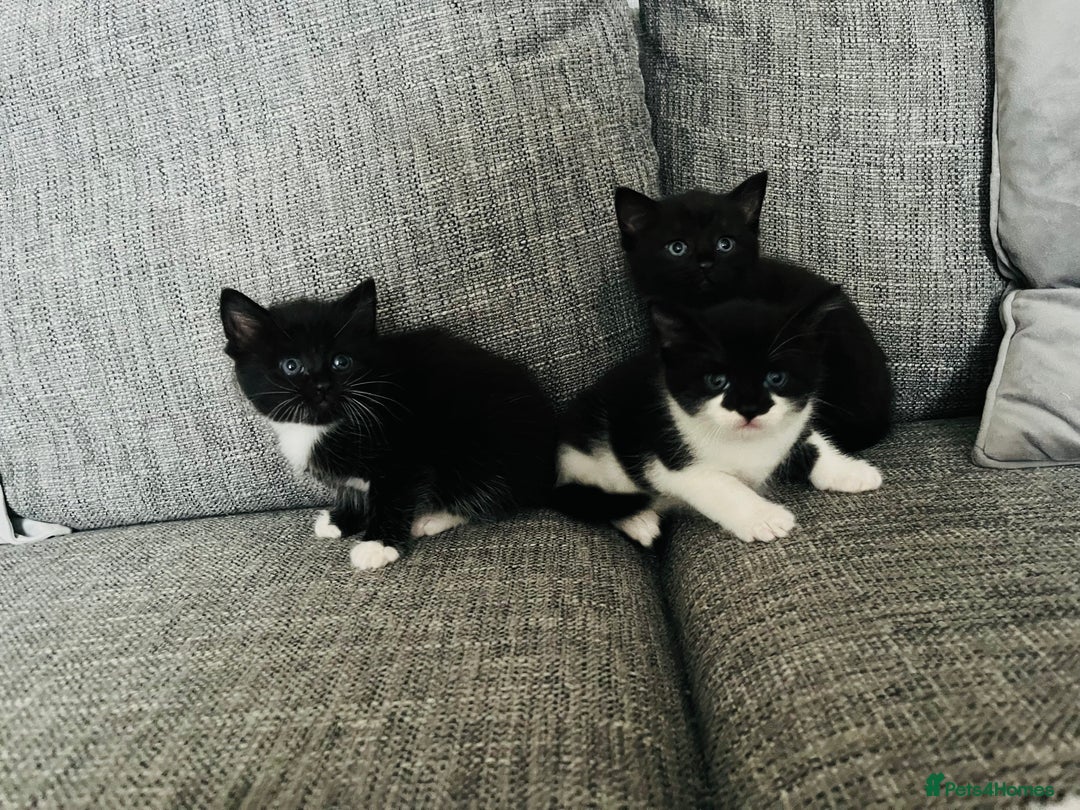 Mixed Breed cats for sale: Kittens half Russian blue  - Image 10