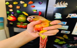 Conures birds for sale: Beautiful tame Conure in Dewsbury  - Image 4