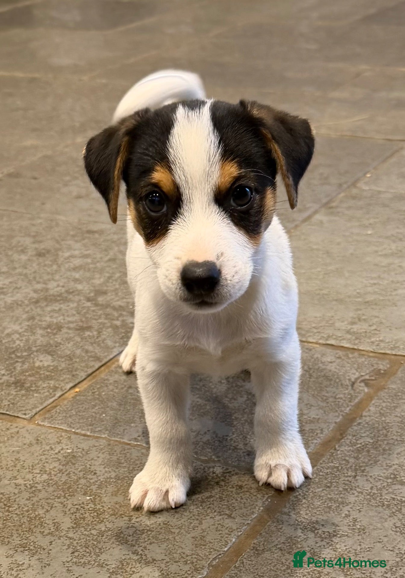 Jack Russell dogs 1 male puppy READY TO LEAVE - Advert 1