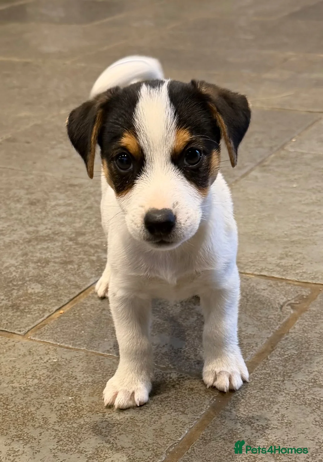 Jack Russell dogs for sale: 1 male puppy READY TO LEAVE - Advert 1