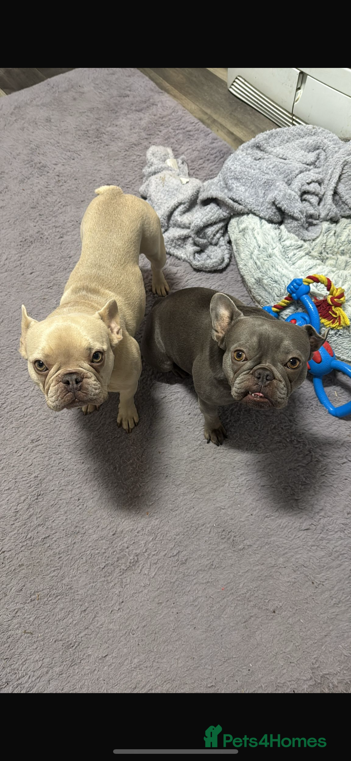 French Bulldog dogs Two little french bulldogs  - Advert 1