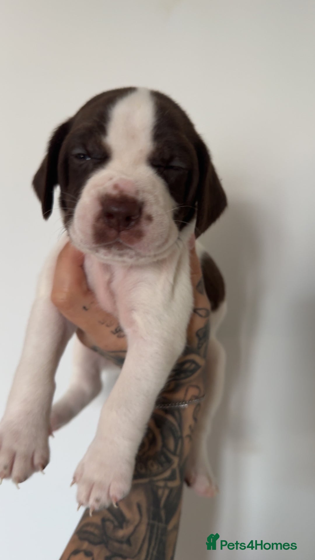 Mixed Breed dogs for sale: Litter of 9 healthy pups  - Image 18